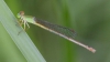 J19_9237 Ceriagrion coromandelianum female